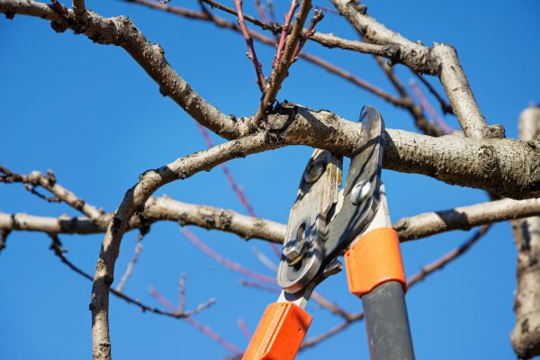 Pruning Service in Norwalk