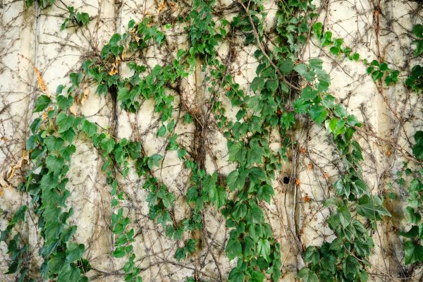 Vine Removal Service in Norwalk