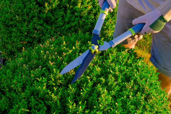 Topiary Maintenance