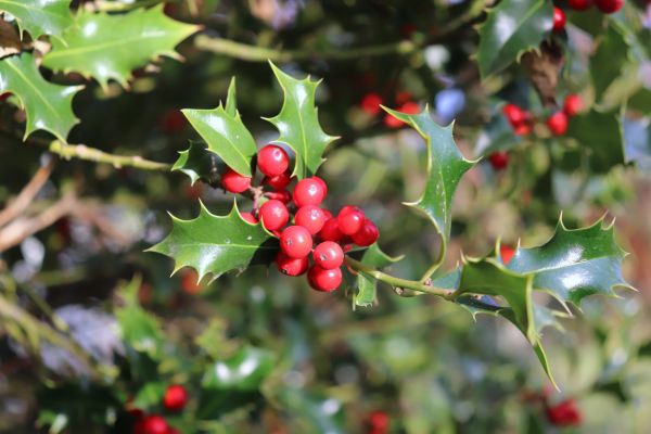 Holly Tree Trimming in Norwalk