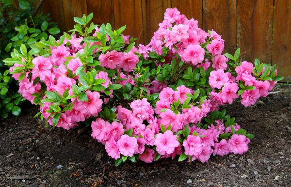 Azaleas Removal in Norwalk