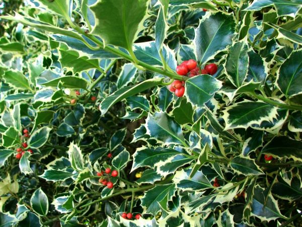 Holly Bushes Trimming in Norwalk