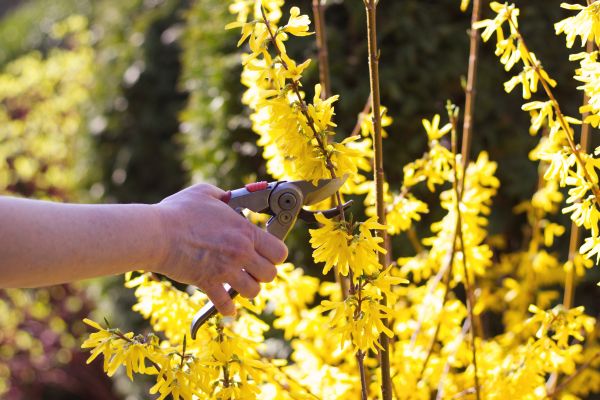 Forsythia Pruning in Norwalk