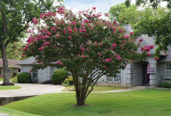 Crepe Myrtle Trimming in Norwalk