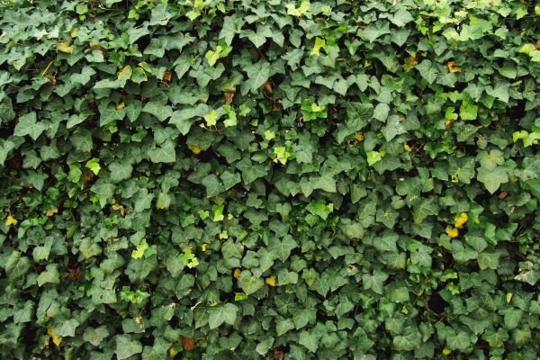 Ivy Pruning service in Norwalk