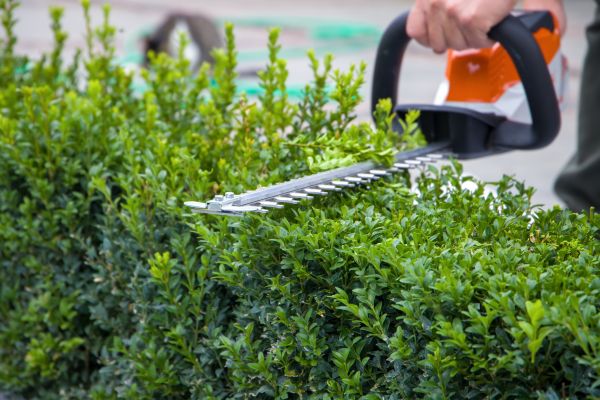 Evergreen Hedge Trimming in Norwalk