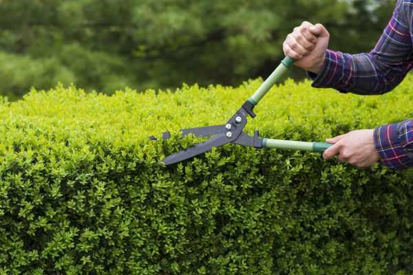 Evergreen Shrub Pruning in Norwalk