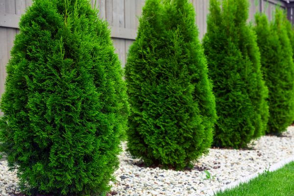 Arborvitae Shaping in Norwalk