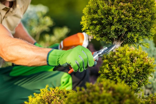 Landscape Pruning Service in Norwalk