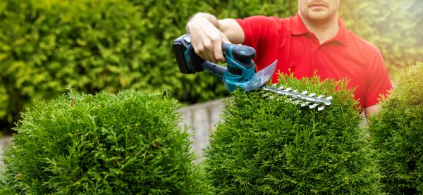 Hedge Shaping Service in Norwalk