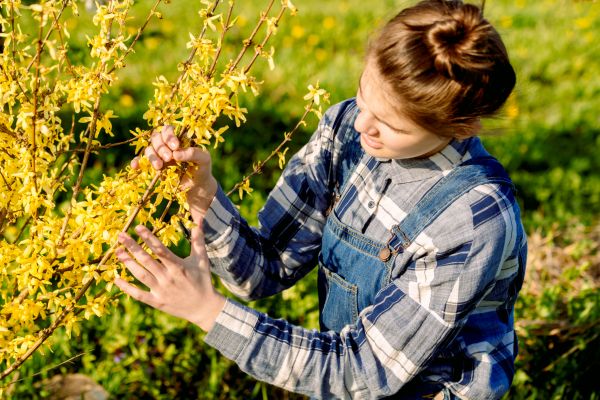 Forsythia Trimming in Norwalk