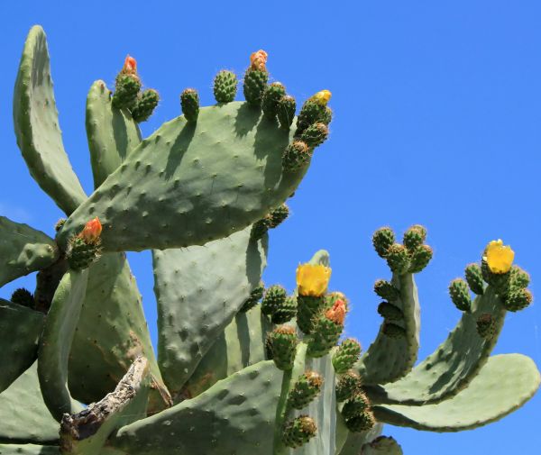 Cactus Removal in Norwalk