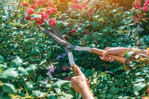 Knockout Roses Pruning in Norwalk
