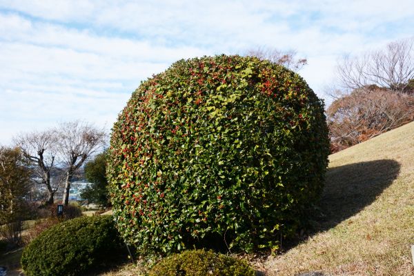 Holly Shrub Pruning in Norwalk