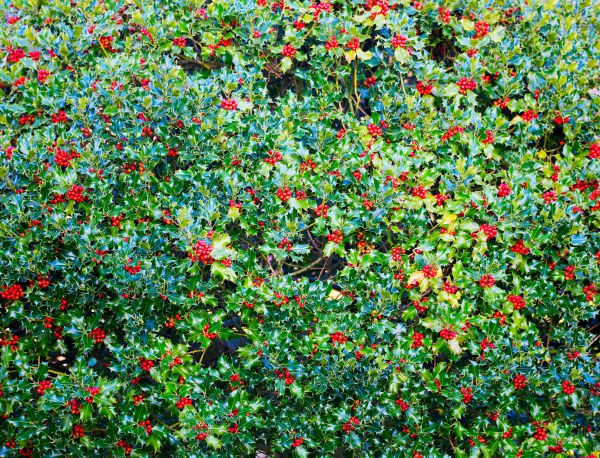 Holly Bush Removal in Norwalk