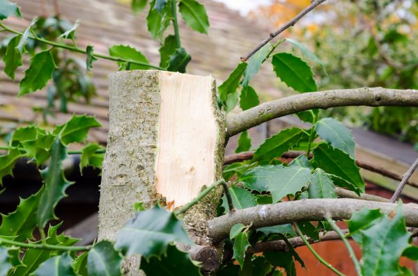 Holly Tree Removal in Norwalk
