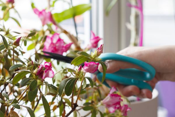 Azalea Pruning in Norwalk