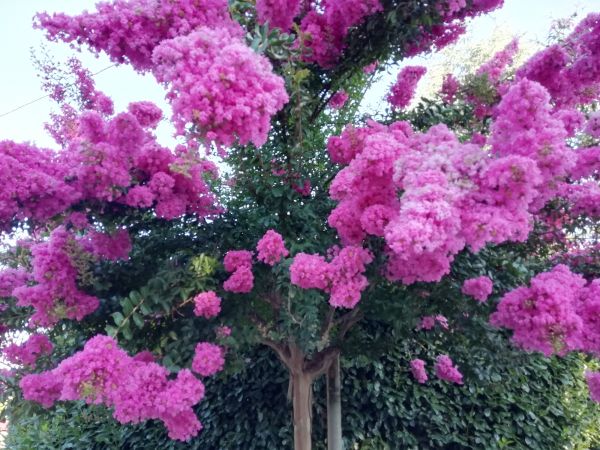 Crape Myrtle Pruning in Norwalk