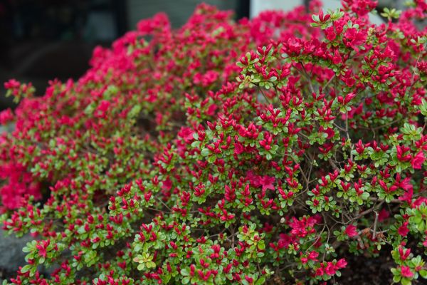 Weigela Removal Service in Norwalk