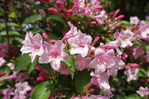 Weigela Pruning Service in Norwalk