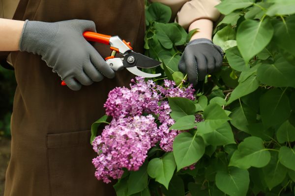 Lilac Pruning Service
