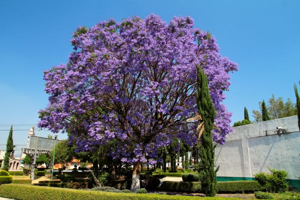 Jacaranda Pruning in Norwalk