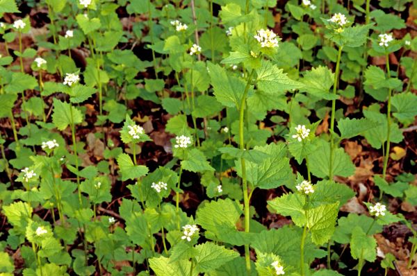 Garlic Mustard Removal in Norwalk