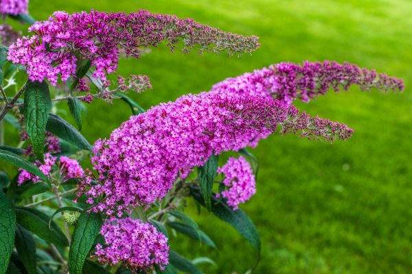 Butterfly Bush Removal in Norwalk