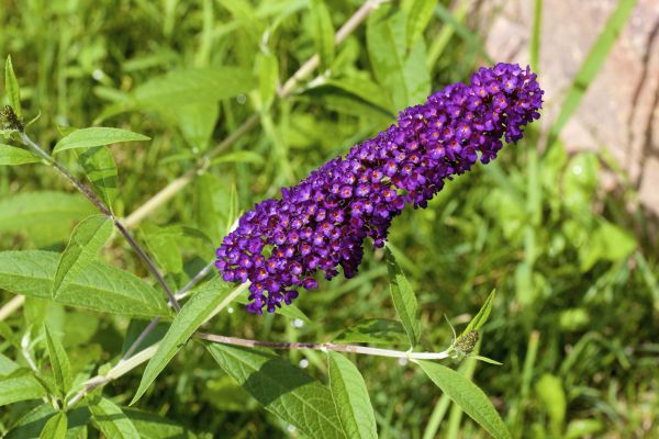Butterfly Bush Pruning in Norwalk