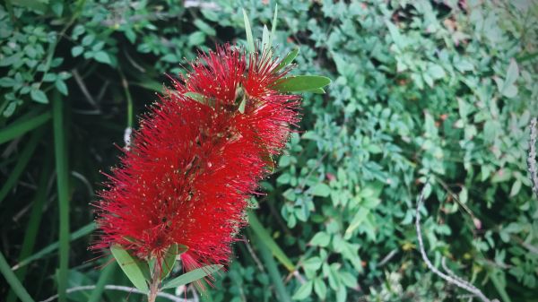 Bottlebrush Pruning in Norwalk