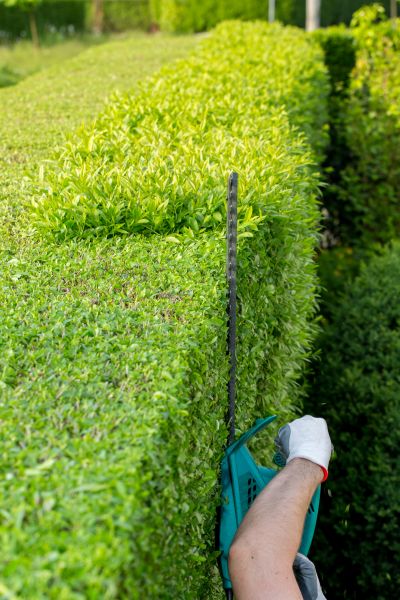 Hedge Trimming in Norwalk