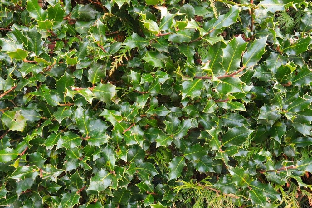Holly Bush Trimming