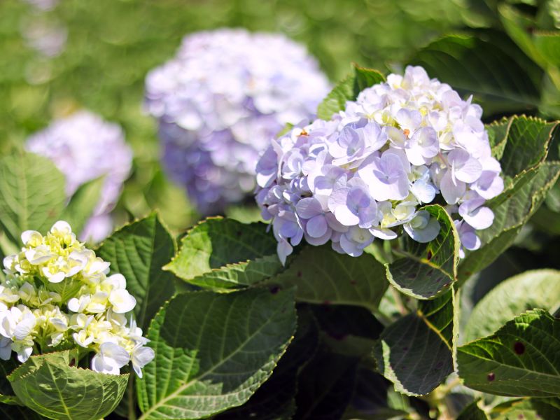 Hydrangea Pruning