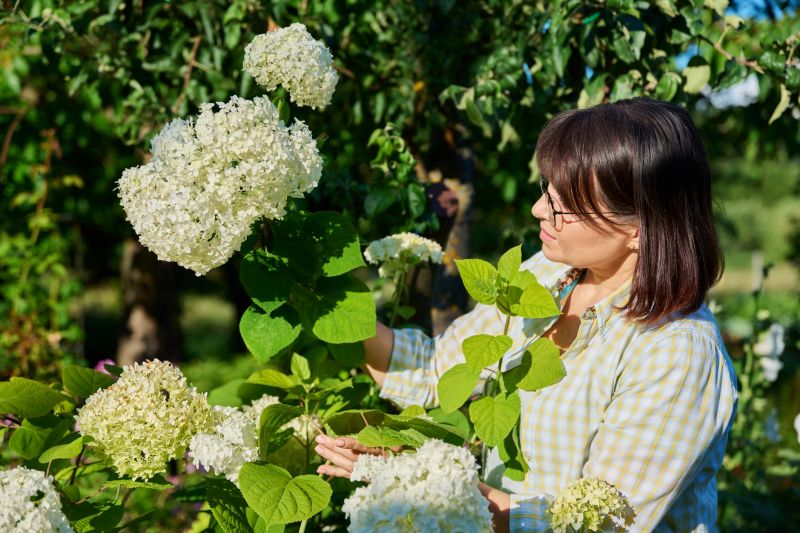 Hydrangea Pruning